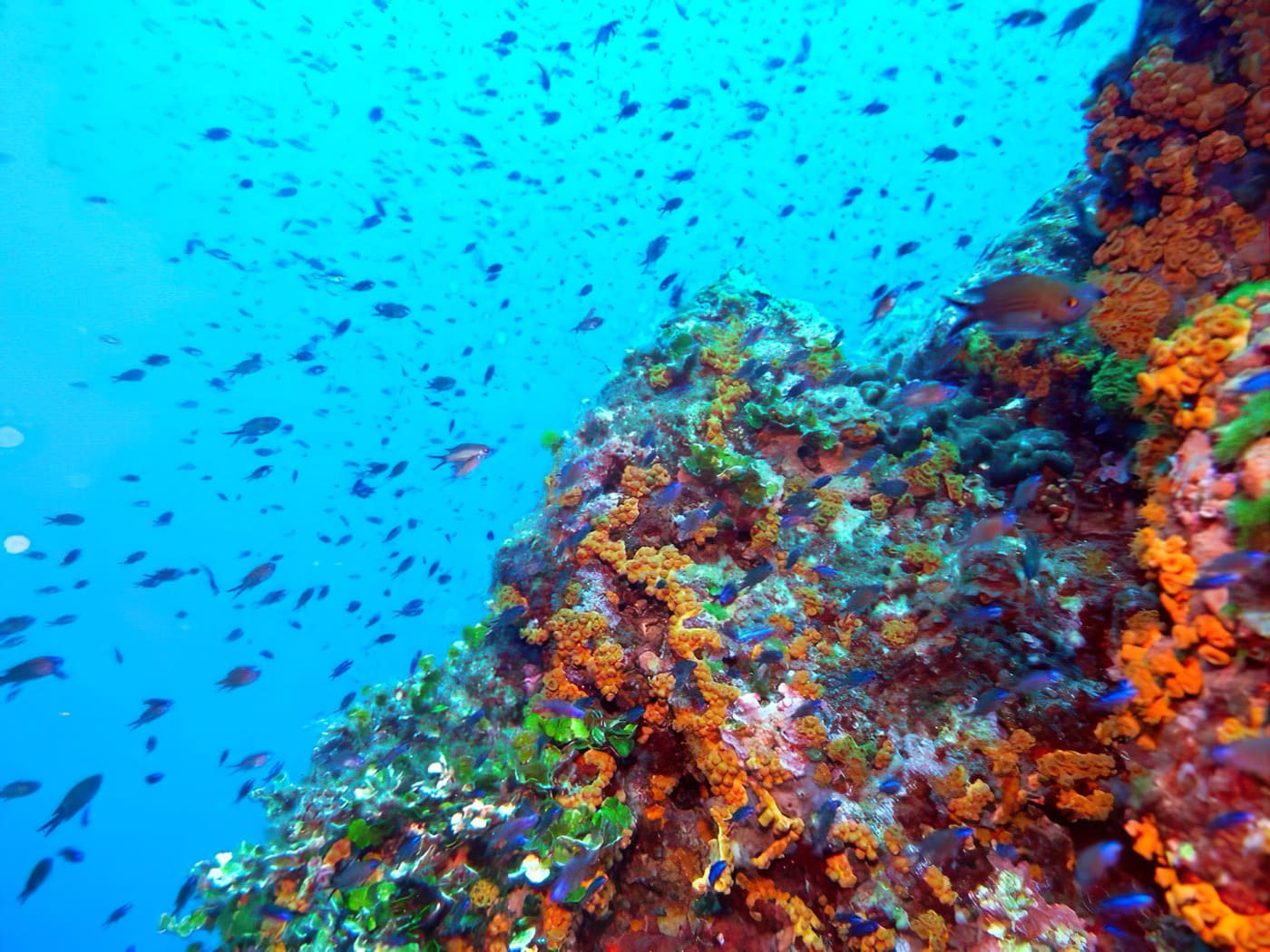 Fondali e prati di posidonia nell'Area Marina Protetta di Bergeggi